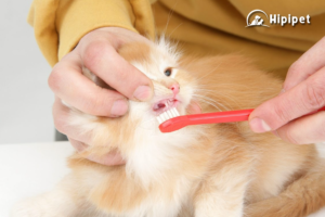 Cách vệ sinh răng miệng để phòng ngừa các bệnh nha chu cho chó mèo | Hipipet.vn
