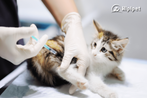 Cách cho mèo uống thuốc tẩy giun hiệu quả – Mẹo dành cho Sen | Hipipet.vn