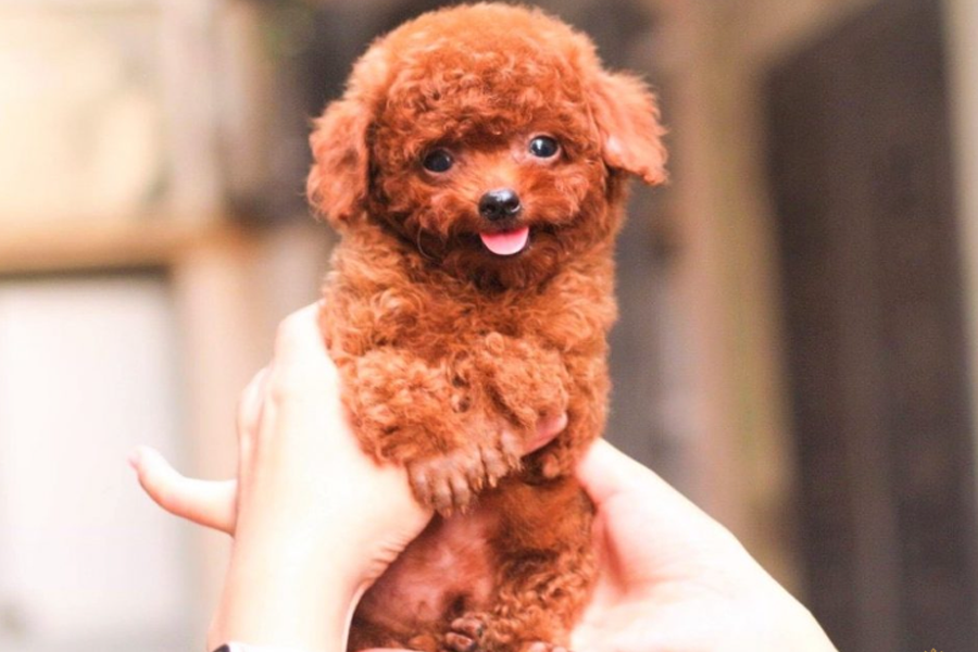 Tìm hiểu những bệnh thường gặp ở chó Poodle | Hipipet.vn